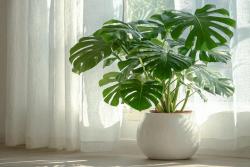 龜背竹的養殖方法和注意事項